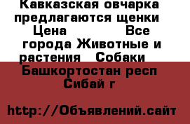 Кавказская овчарка -предлагаются щенки › Цена ­ 20 000 - Все города Животные и растения » Собаки   . Башкортостан респ.,Сибай г.